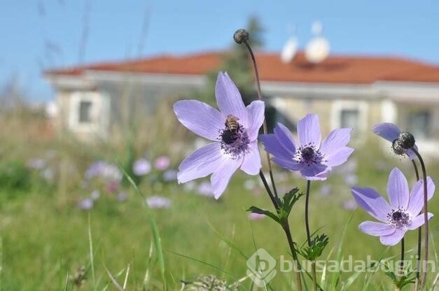 Datça'da anemonlar açtı