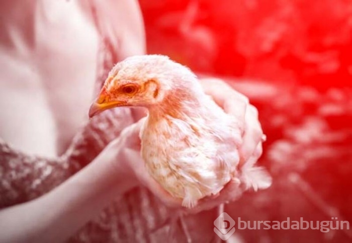 İngiltere'de kuş gribi alarmı!