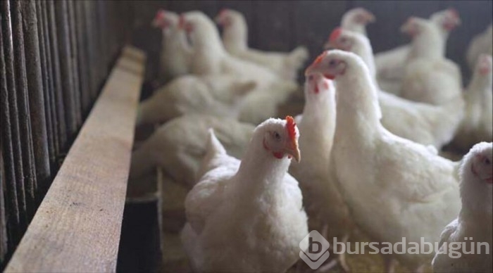 İngiltere'de kuş gribi alarmı!