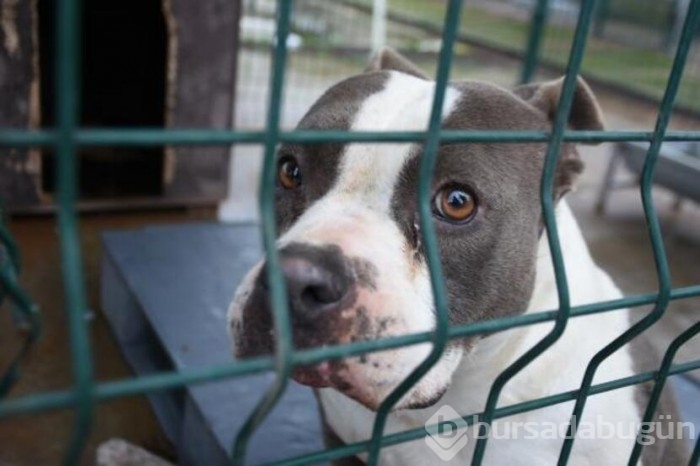  Köpekler için barınakta yer kalmadı!
