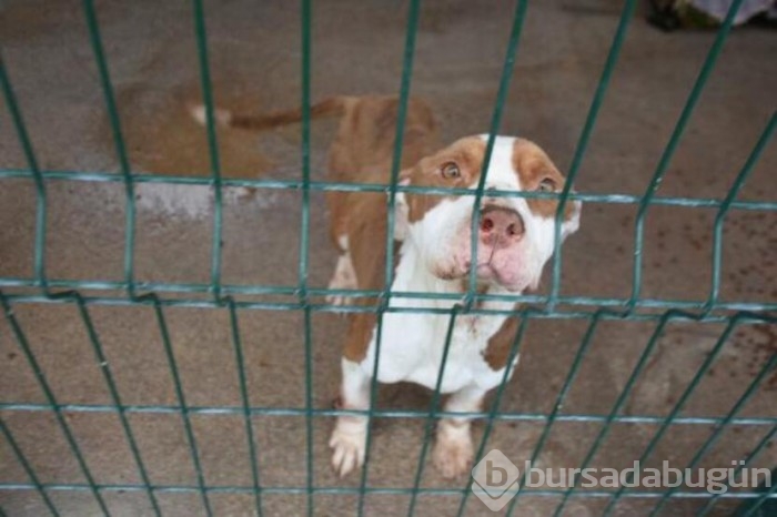  Köpekler için barınakta yer kalmadı!