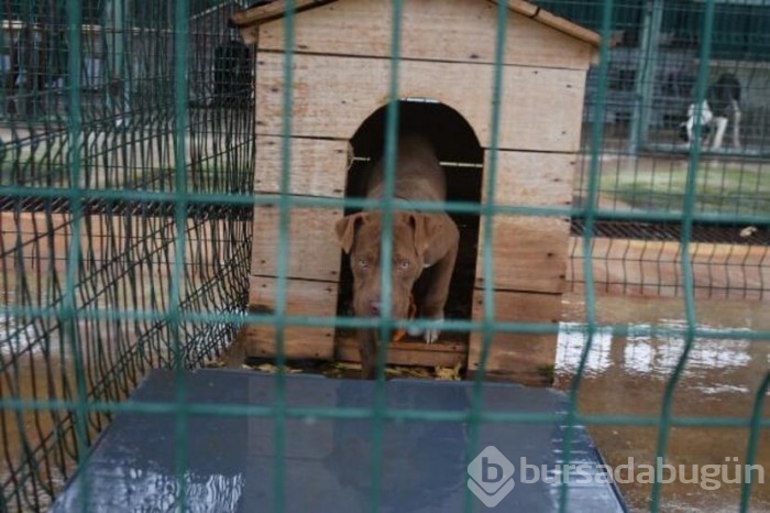  Köpekler için barınakta yer kalmadı!