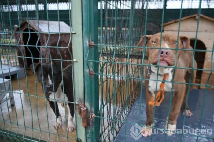  Köpekler için barınakta yer kalmadı!