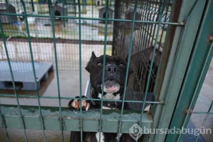  Köpekler için barınakta yer kalmadı!