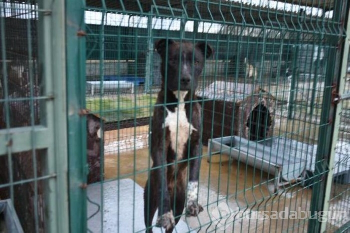  Köpekler için barınakta yer kalmadı!