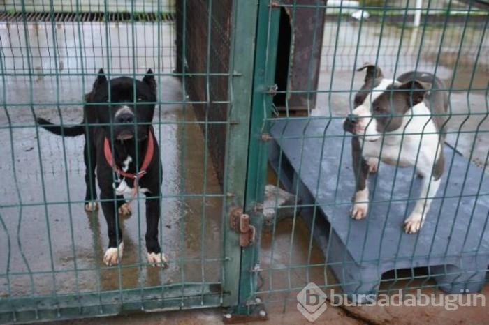 Köpekler için barınakta yer kalmadı!