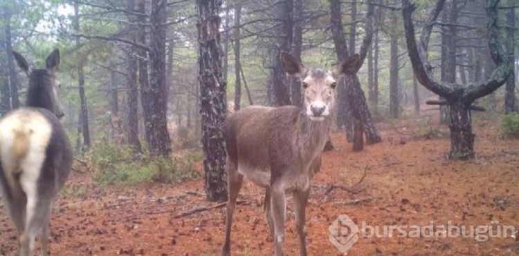 Yaban hayatı fotokapanlara yansıdı
