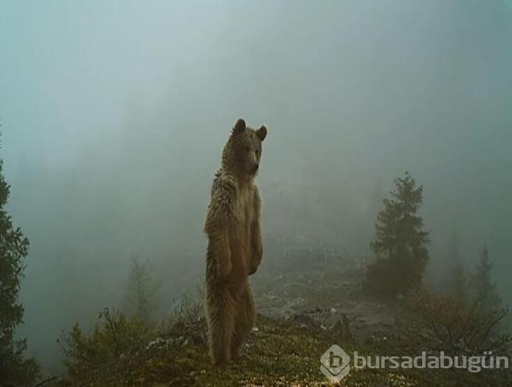 Yaban hayatı fotokapanlara yansıdı
