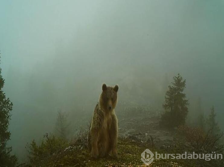 Yaban hayatı fotokapanlara yansıdı
