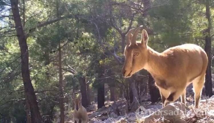 Yaban hayatı fotokapanlara yansıdı
