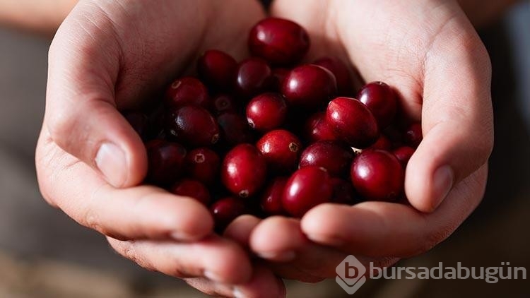 Bu besinler idrar yolu iltihaplanmasını söküp atıyor!
