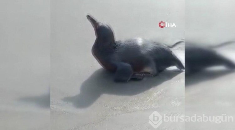 Peru acil eylem planına geçti!