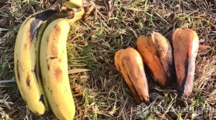 100 milyondan fazla kişiyi doyurabilecek 'hayat kurtarıcı' süper gıda...