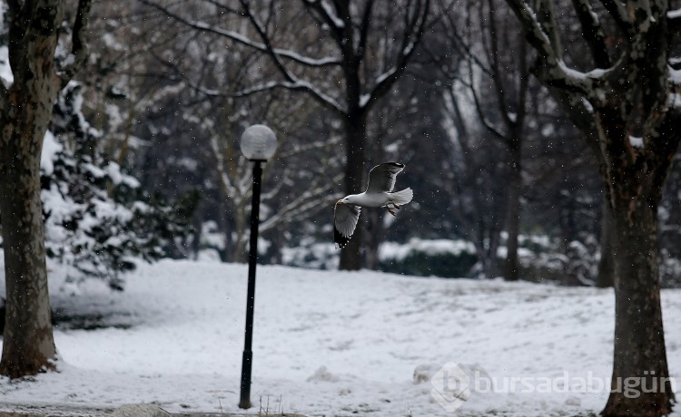 Bursa'da Botanik Park kar yağınca hayvanlara kaldı!