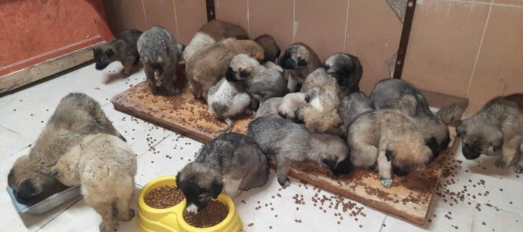 63 yavru ölümden kurtarıldı!