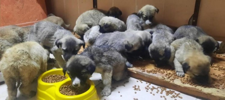 63 yavru ölümden kurtarıldı!