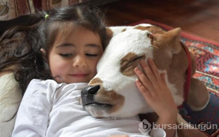  Prematüre buzağıyı hayata Hiranur bağladı!