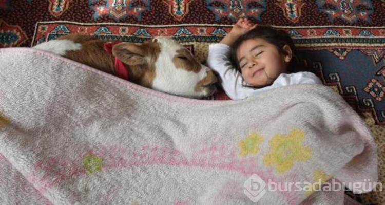  Prematüre buzağıyı hayata Hiranur bağladı!