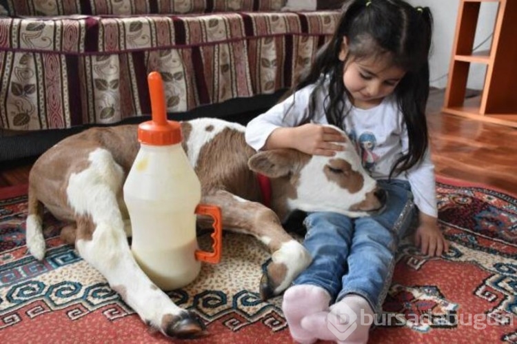  Prematüre buzağıyı hayata Hiranur bağladı!