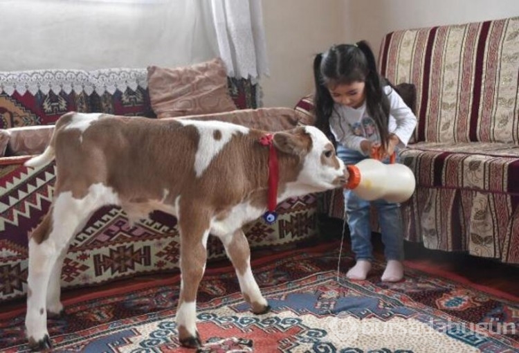  Prematüre buzağıyı hayata Hiranur bağladı!