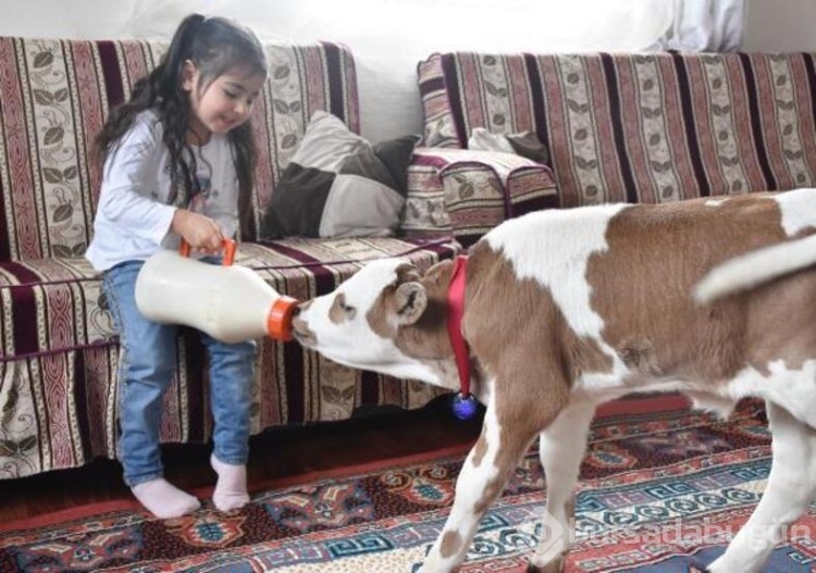  Prematüre buzağıyı hayata Hiranur bağladı!