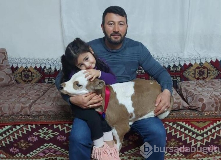  Prematüre buzağıyı hayata Hiranur bağladı!