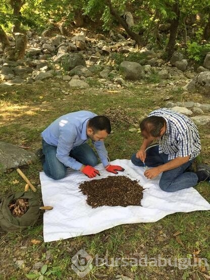  Yeni örümcek türü keşfedildi!