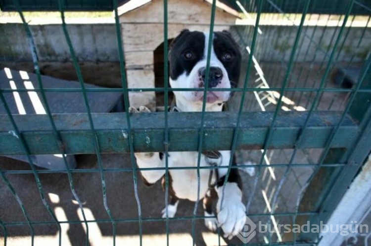 Köpekler barınaklara mahkum edildi!