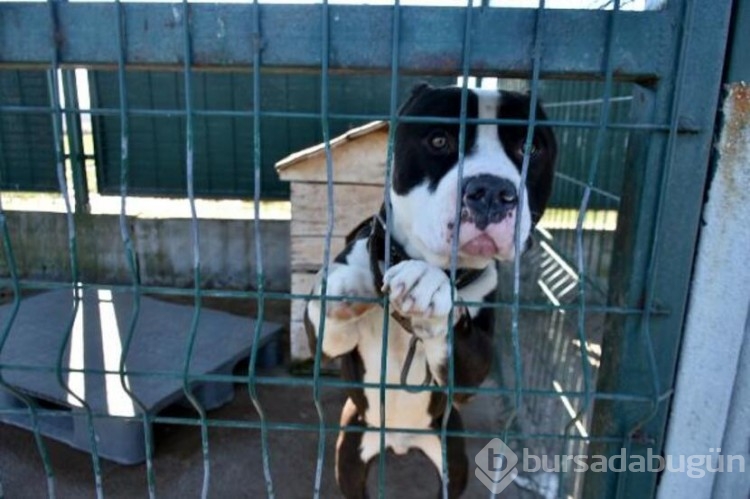 Köpekler barınaklara mahkum edildi!