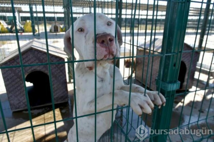 Köpekler barınaklara mahkum edildi!