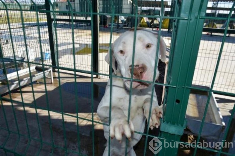 Köpekler barınaklara mahkum edildi!