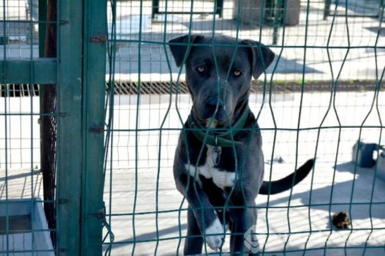 Köpekler barınaklara mahkum edildi!