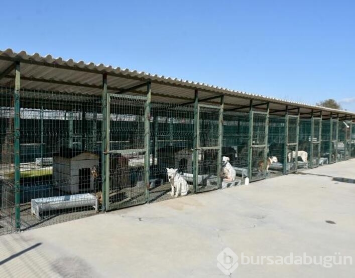 Köpekler barınaklara mahkum edildi!