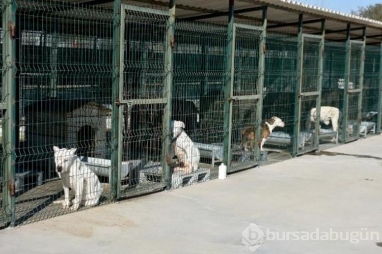 Köpekler barınaklara mahkum edildi!