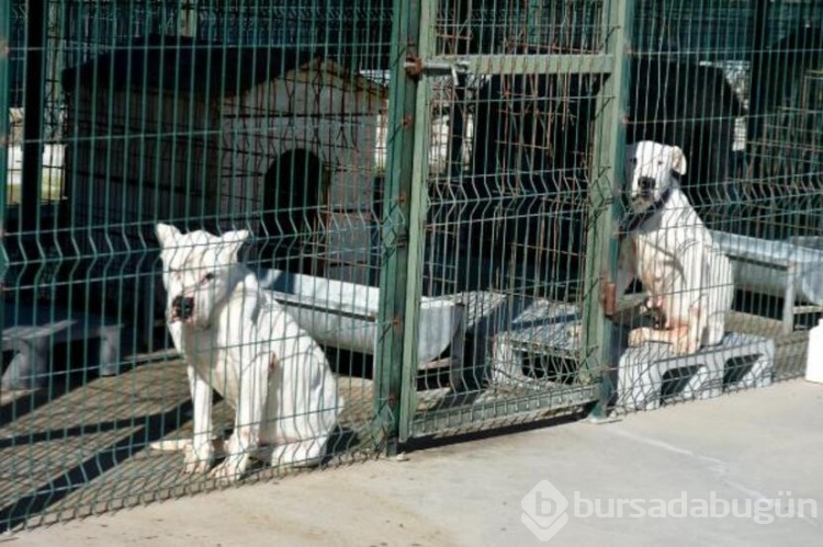 Köpekler barınaklara mahkum edildi!