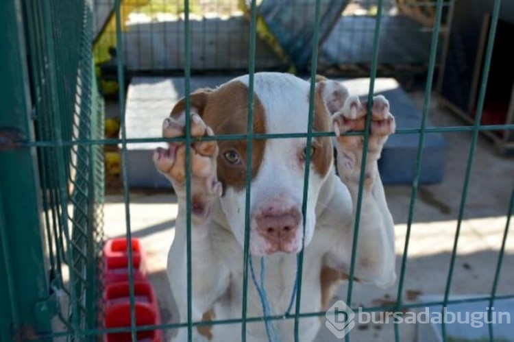 Köpekler barınaklara mahkum edildi!