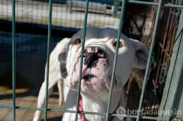 Köpekler barınaklara mahkum edildi!