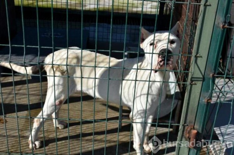 Köpekler barınaklara mahkum edildi!