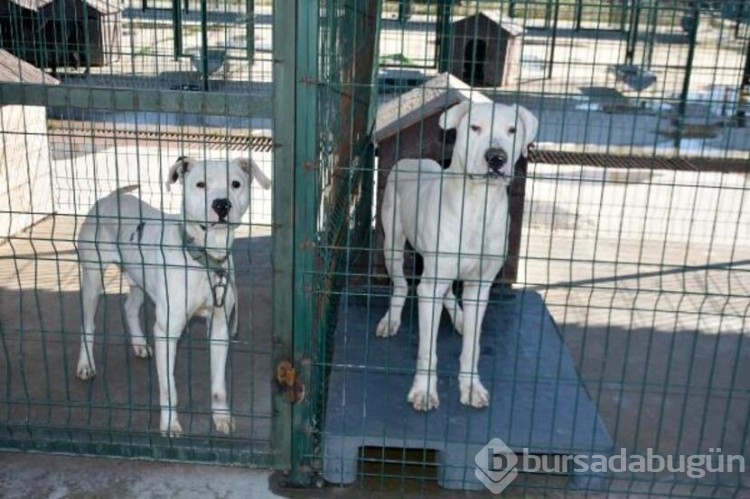 Köpekler barınaklara mahkum edildi!