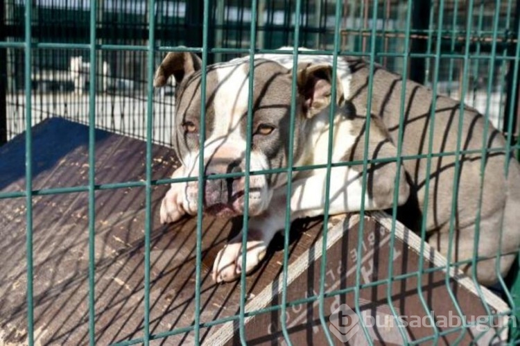 Köpekler barınaklara mahkum edildi!