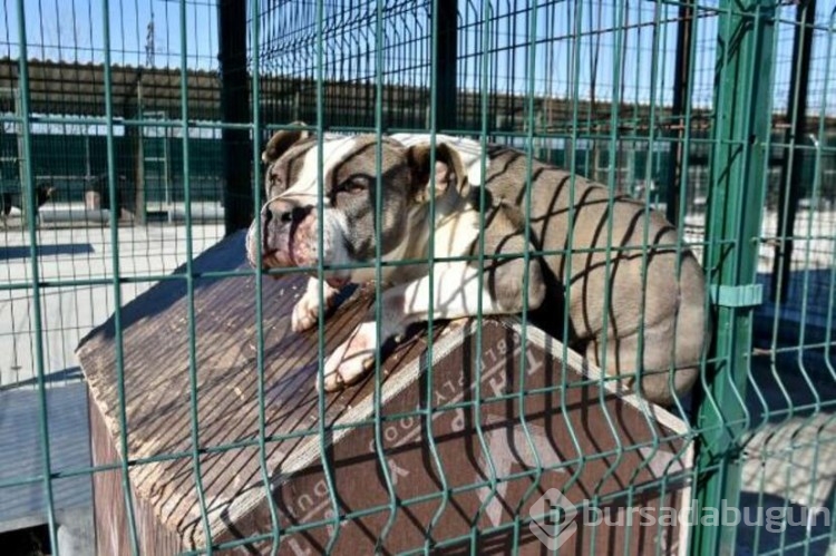 Köpekler barınaklara mahkum edildi!