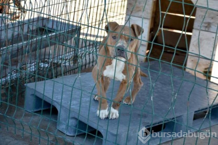 Köpekler barınaklara mahkum edildi!