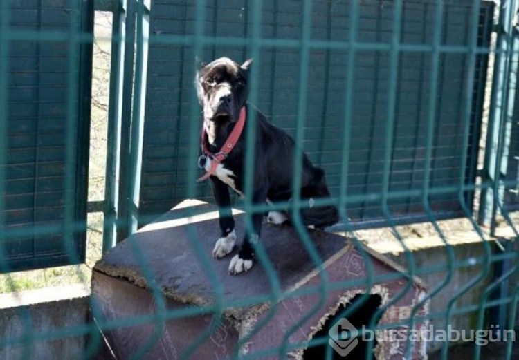 Köpekler barınaklara mahkum edildi!