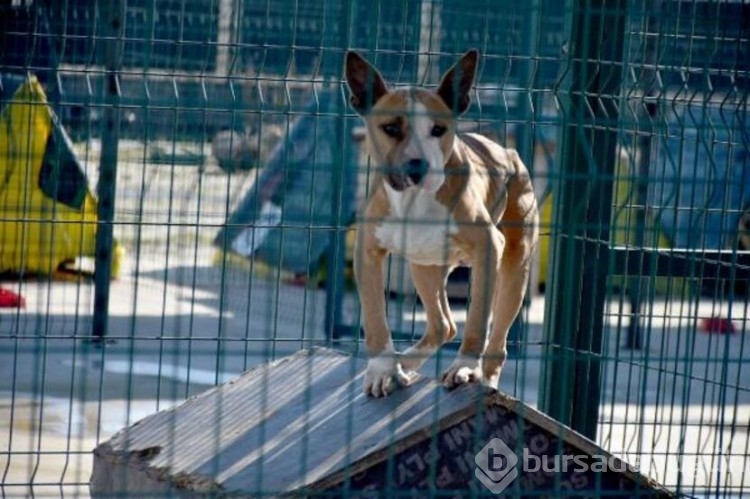 Köpekler barınaklara mahkum edildi!