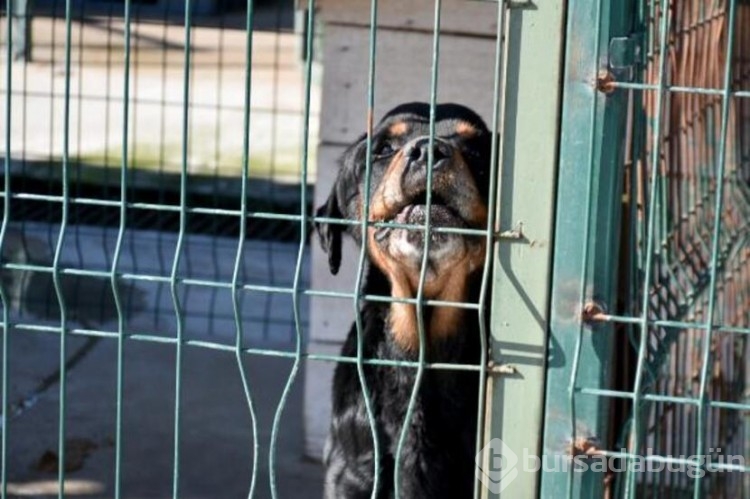 Köpekler barınaklara mahkum edildi!