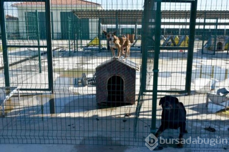 Köpekler barınaklara mahkum edildi!