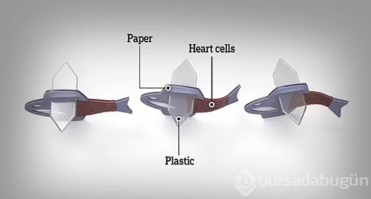 Harvard Üniversitesi'nden yapay kalp adımı: Doğuştan gelen anormallikler tedavi edilebilecek