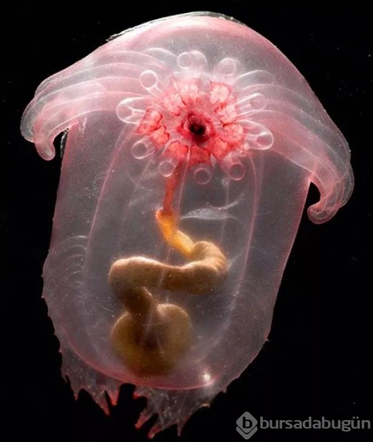 Okyanusun derinliklerinde yaşayan fantastik canlılar