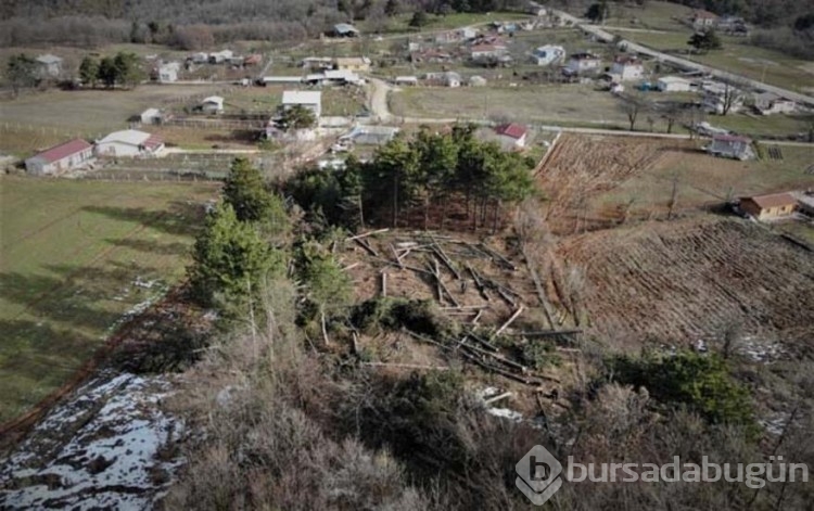 Bursa'da ağaç katliamı! 