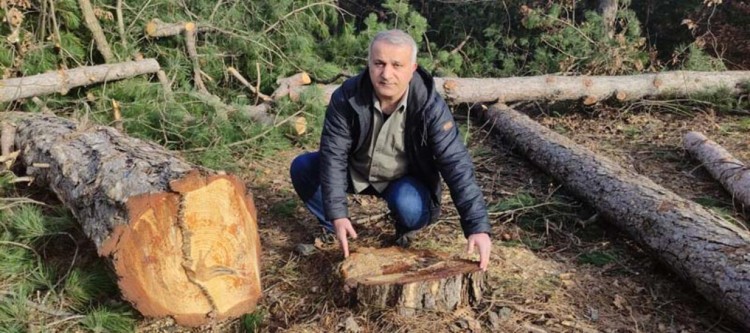 Bursa'da ağaç katliamı! 